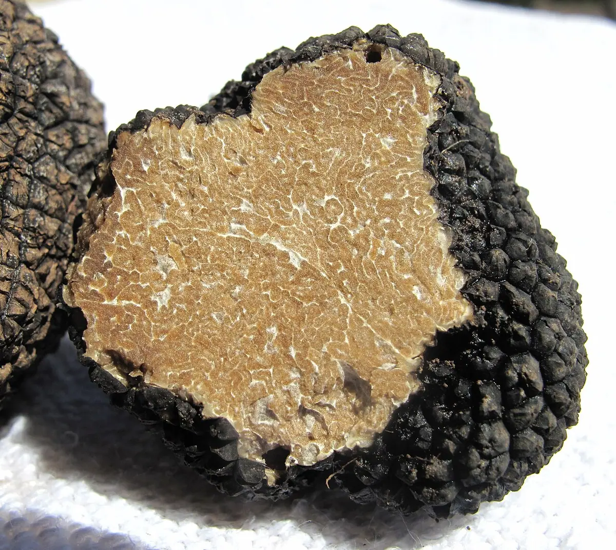 Trufla letnia forma późna (Tuber aestivum f. uncinatum) — zdjęcie 1 z 4
