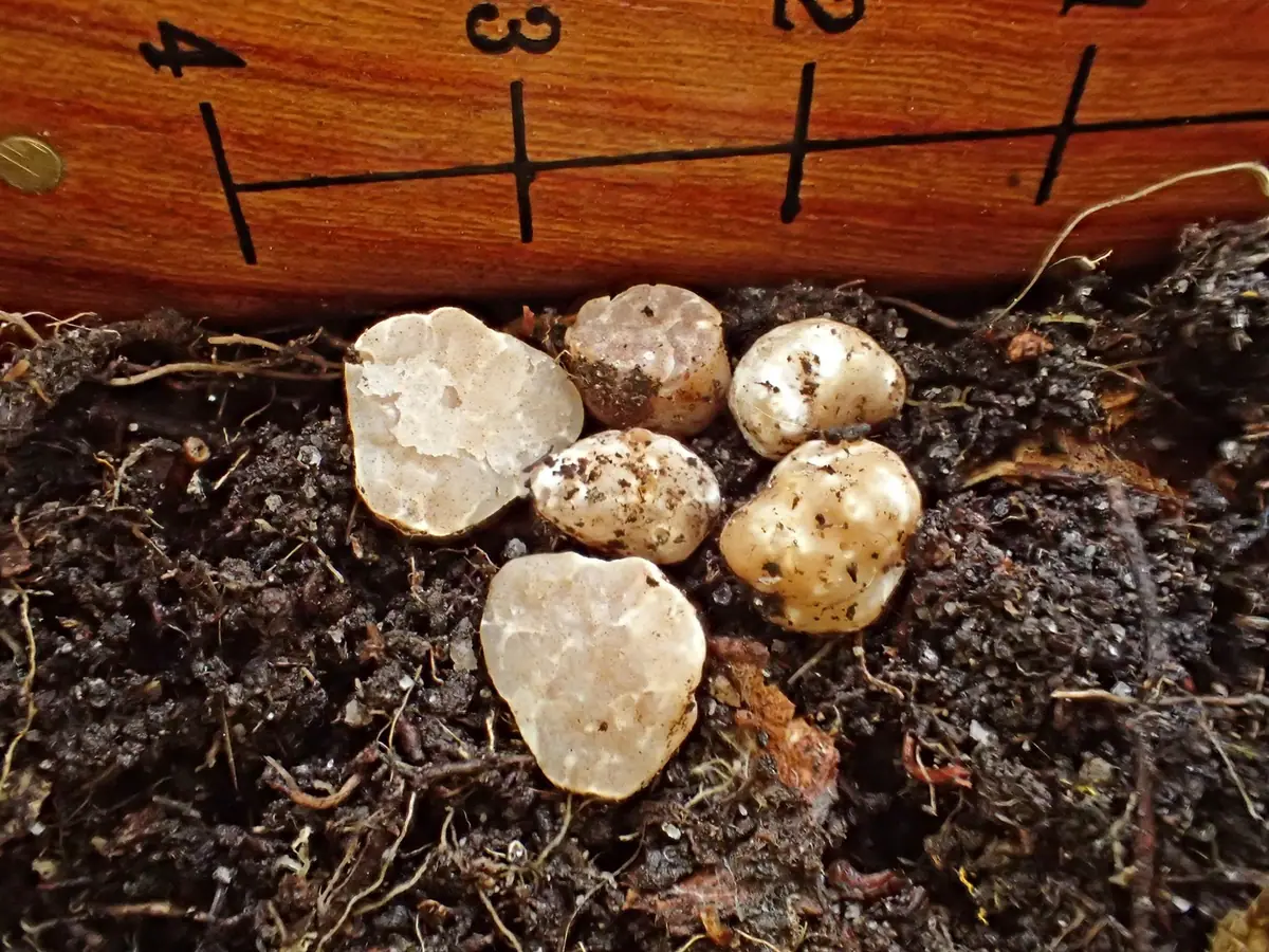 Trufla omszona (Tuber puberulum)
