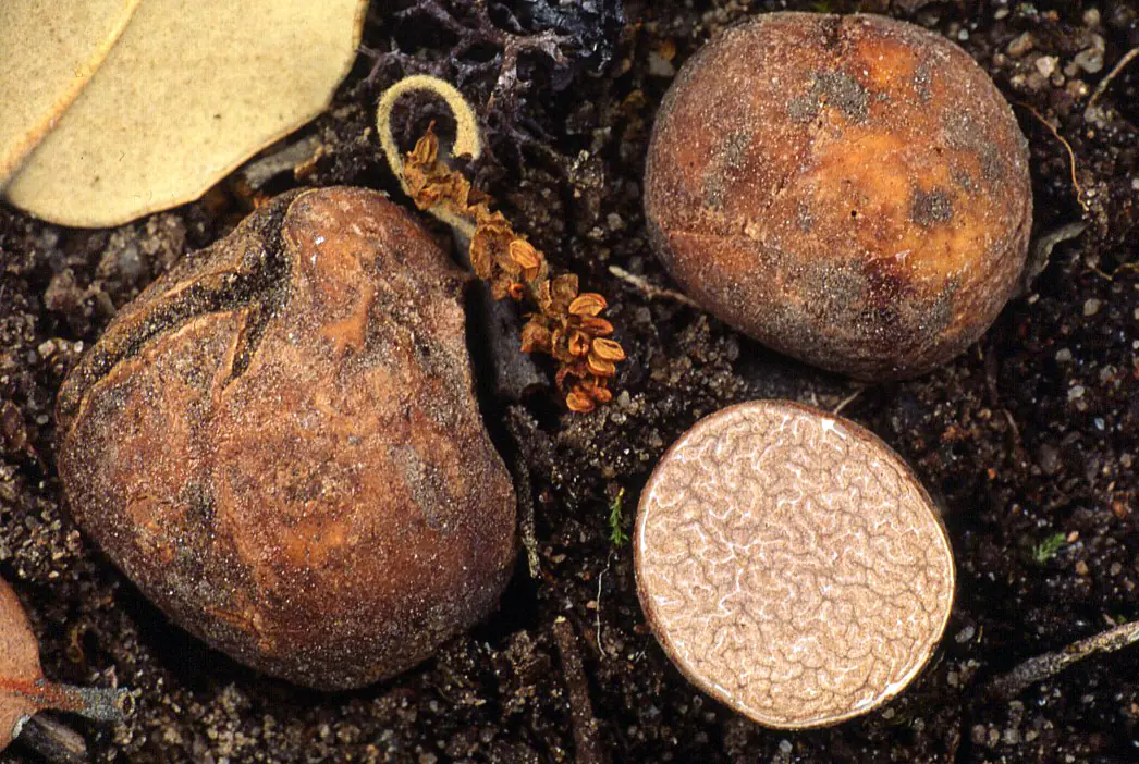 Trufla rdzawa (Tuber ferrugineum)