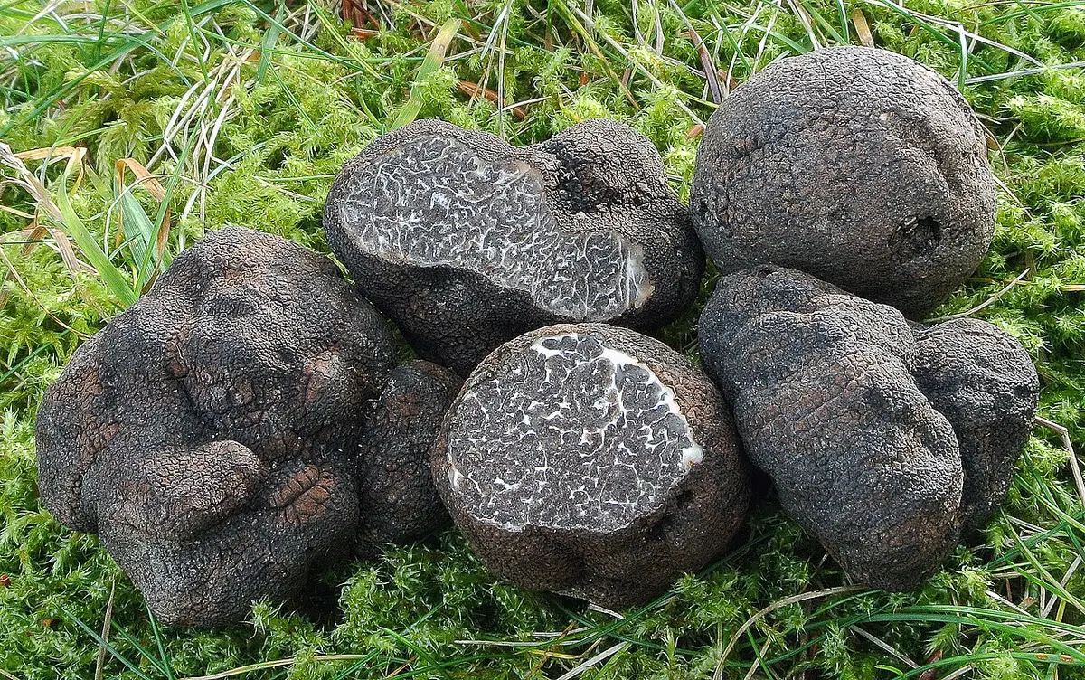 Trufla wielkozarodnikowa (Tuber macrosporum) — zdjęcie 1 z 2
