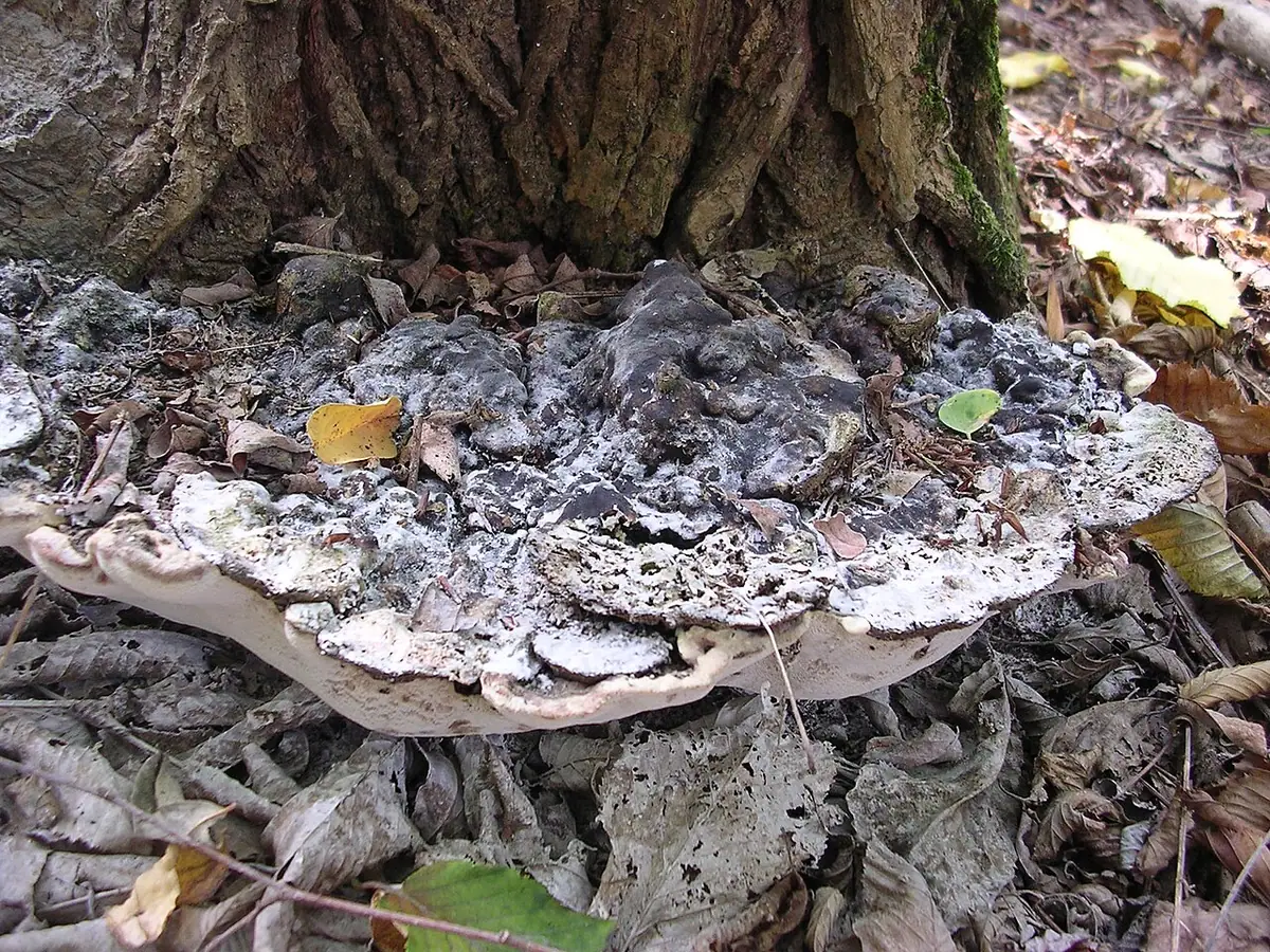 Trwałoporka jesionowa (Perenniporia fraxinea) — zdjęcie 1 z 4