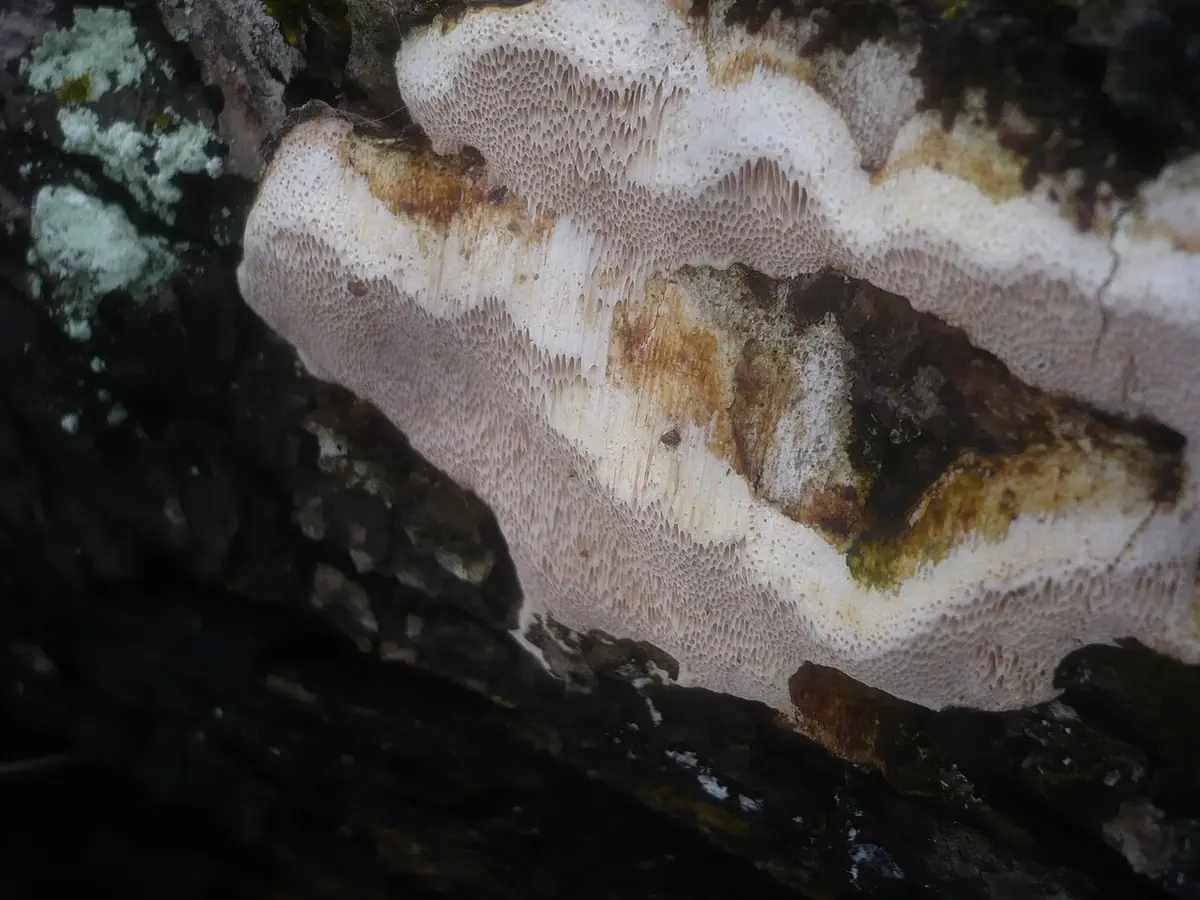Trwałoporka różnobarwna (Perenniporia medulla-panis) — zdjęcie 1 z 4