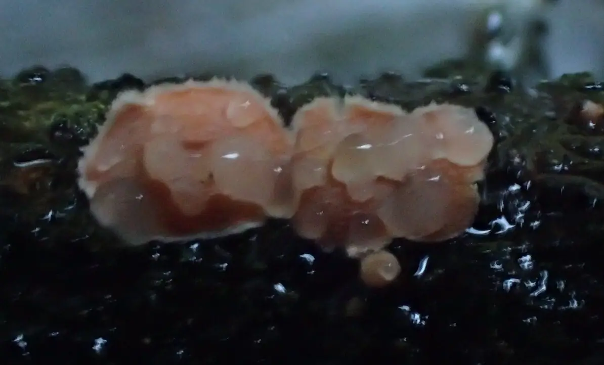 Trzęsak dwuzarodnikowy (Tremella simplex) — zdjęcie 1 z 3