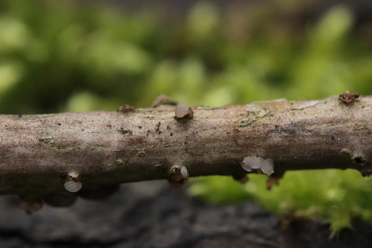 Trzęsak kulistozarodnikowy (Tremella globispora) — zdjęcie 1 z 4