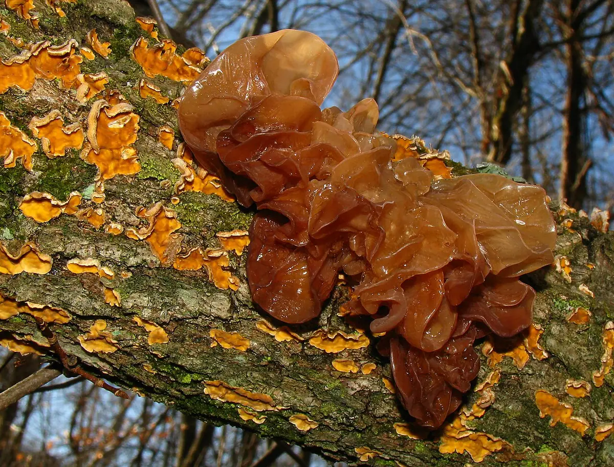 Trzęsak listkowaty (Tremella foliacea) — zdjęcie 1 z 4