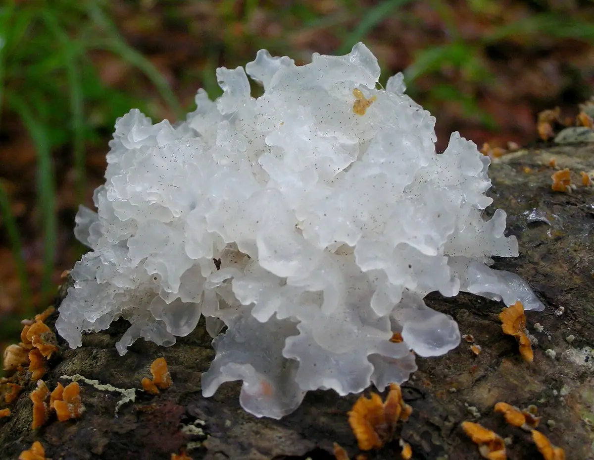 Trzęsak morszczynowaty (Tremella fuciformis) — zdjęcie 1 z 4
