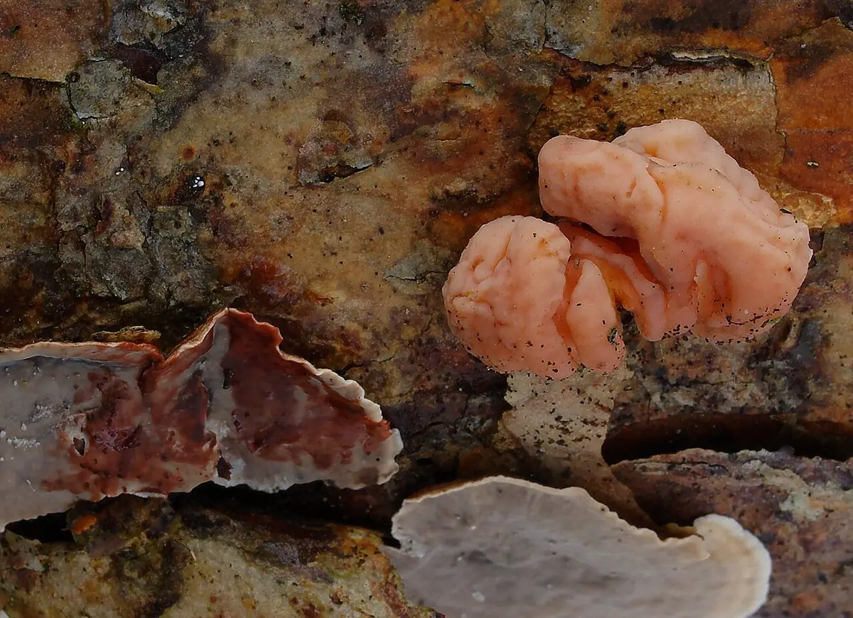 Trzęsak mózgowaty (Tremella encephala) — zdjęcie 1 z 2
