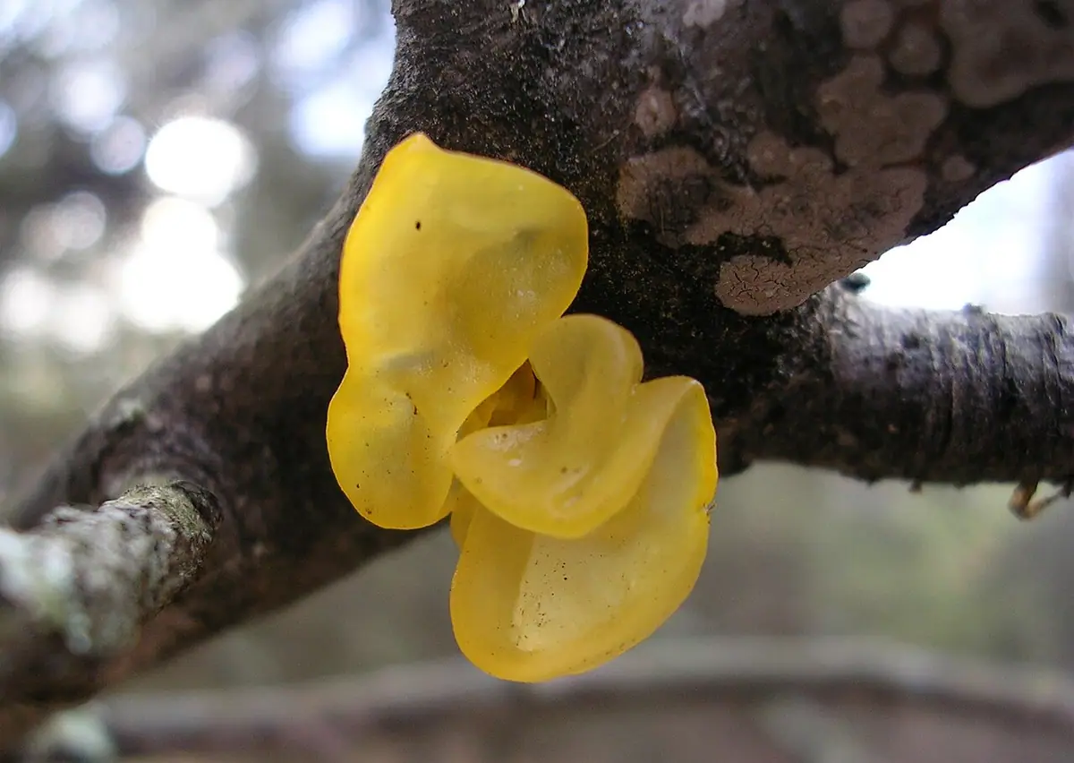 Trzęsak pomarańczowożółty (Tremella mesenterica) — zdjęcie 1 z 4