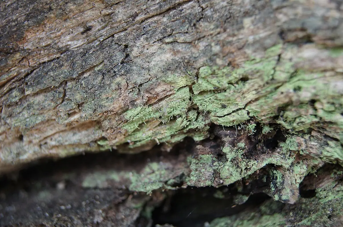 Trzonecznica kartuska (Chaenotheca chlorella) — zdjęcie 1 z 3
