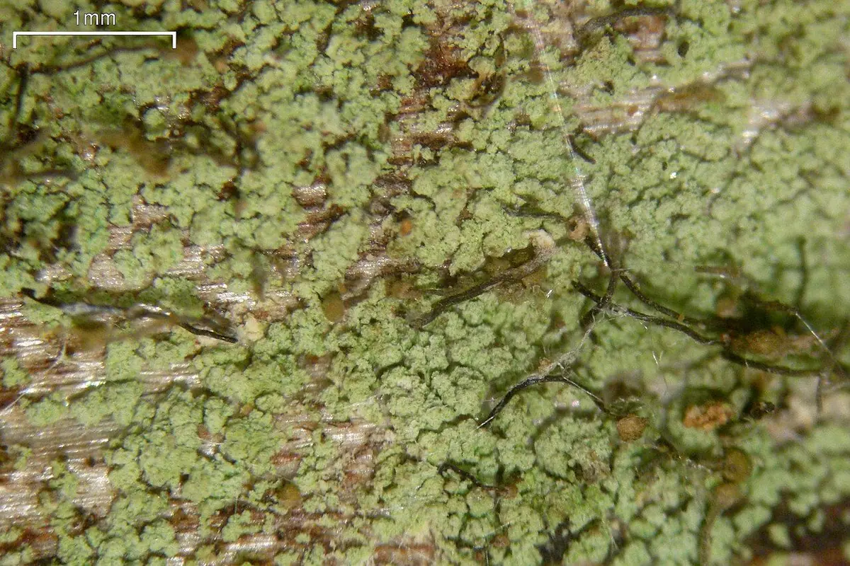 Trzonecznica łuseczkowata (Chaenotheca trichialis) — zdjęcie 1 z 4