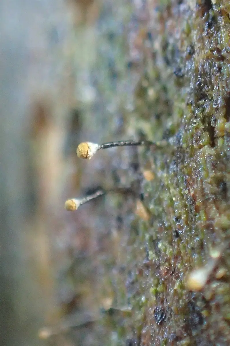 Trzonecznica naga (Chaenotheca xyloxena)