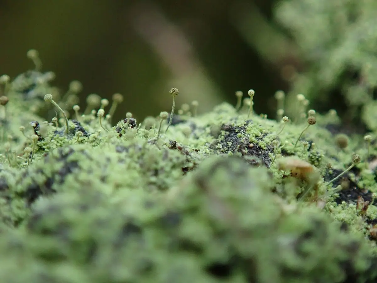 Trzonecznica otrębiasta (Chaenotheca furfuracea) — zdjęcie 1 z 4