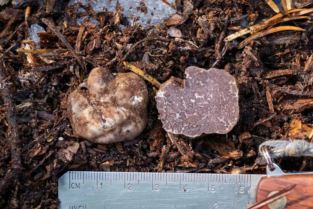 Tuber anniae — zdjęcie 1 z 4