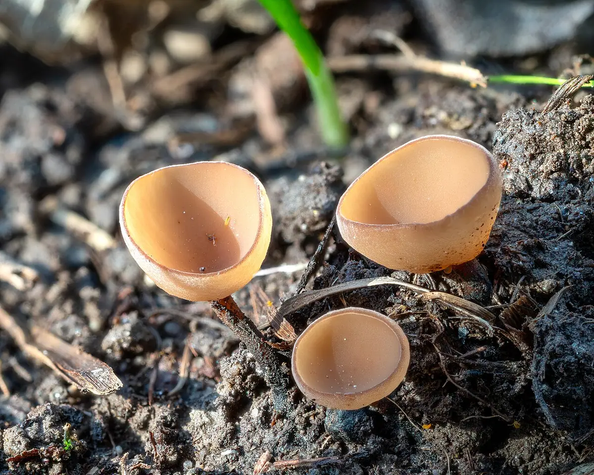 Twardnica bulwiasta (Dumontinia tuberosa) — zdjęcie 1 z 4