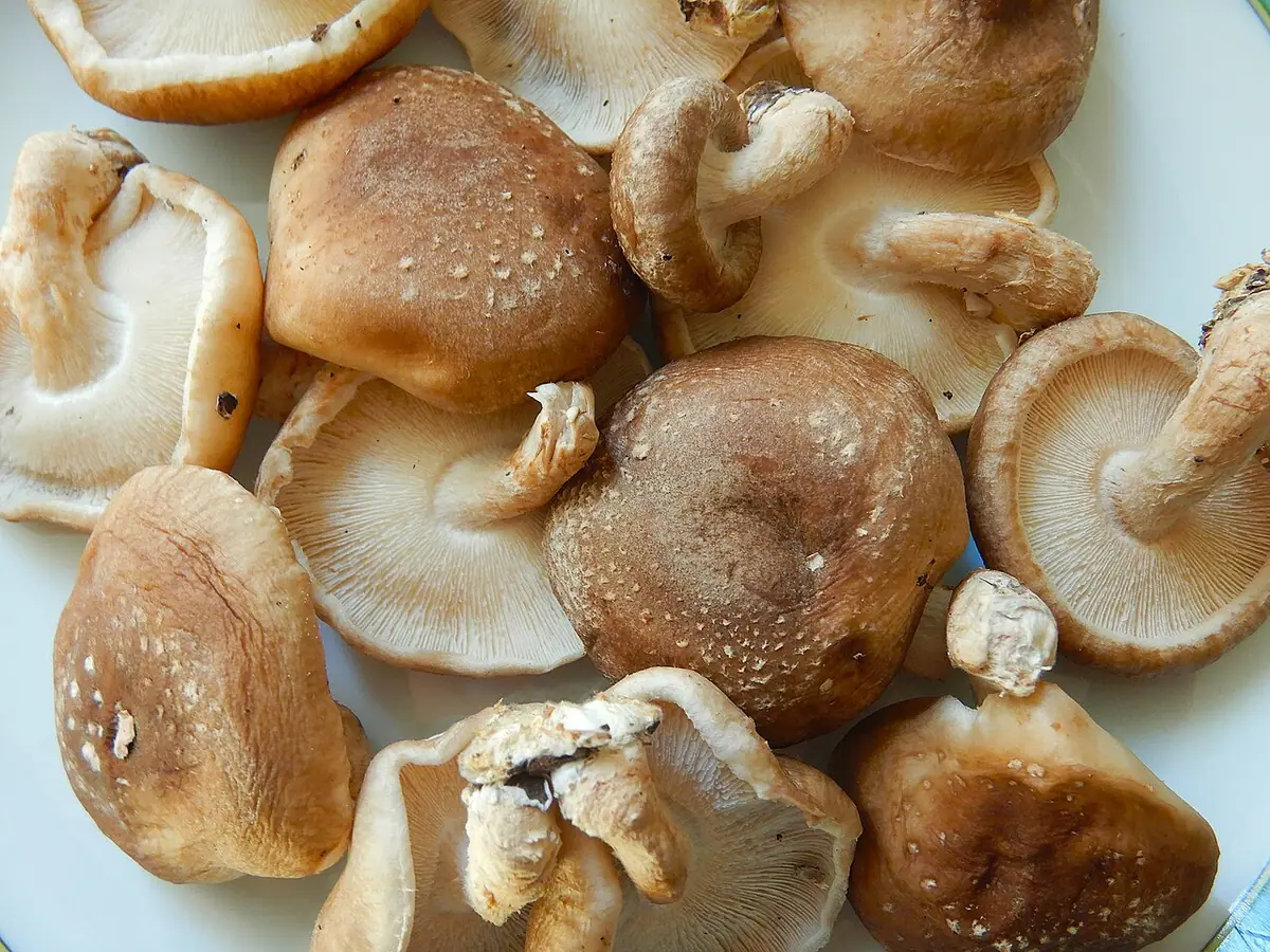 Twardnik japoński (Lentinula edodes) — zdjęcie 1 z 4