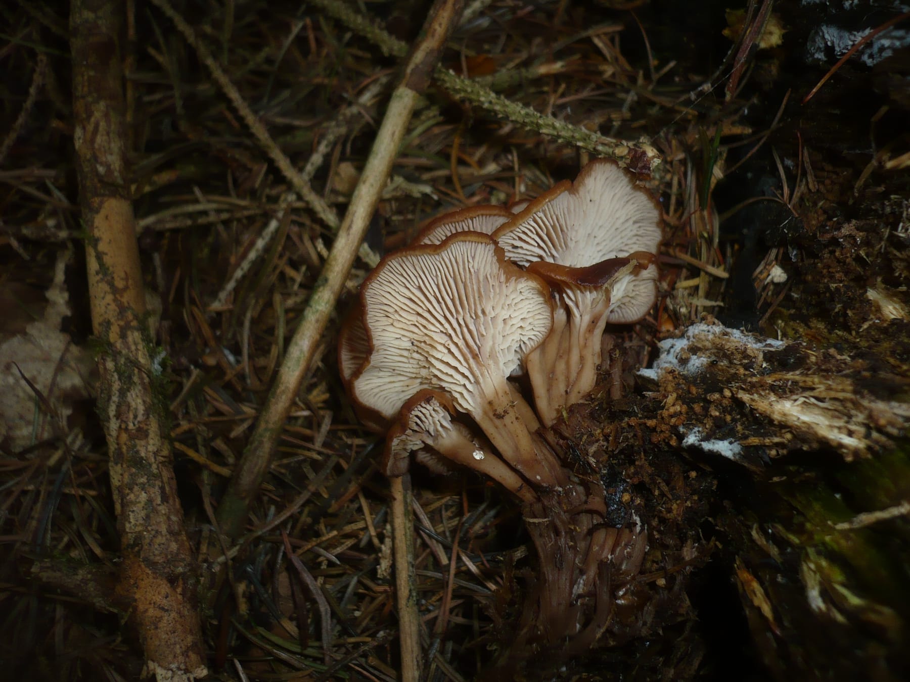 Twardówka anyżkowa (Lentinellus cochleatus) — zdjęcie 1 z 4