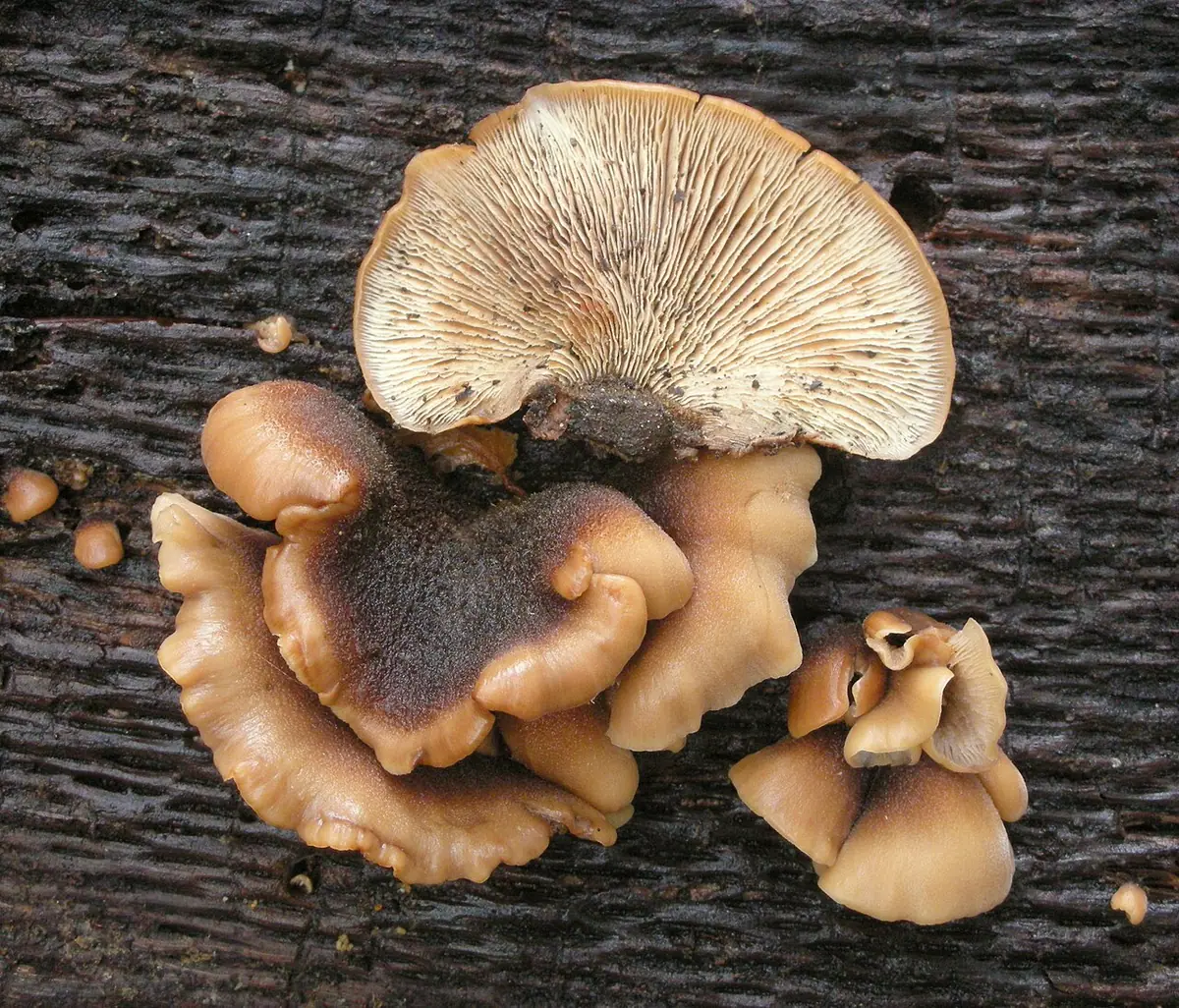Twardówka bobrza (Lentinellus castoreus) — zdjęcie 1 z 4