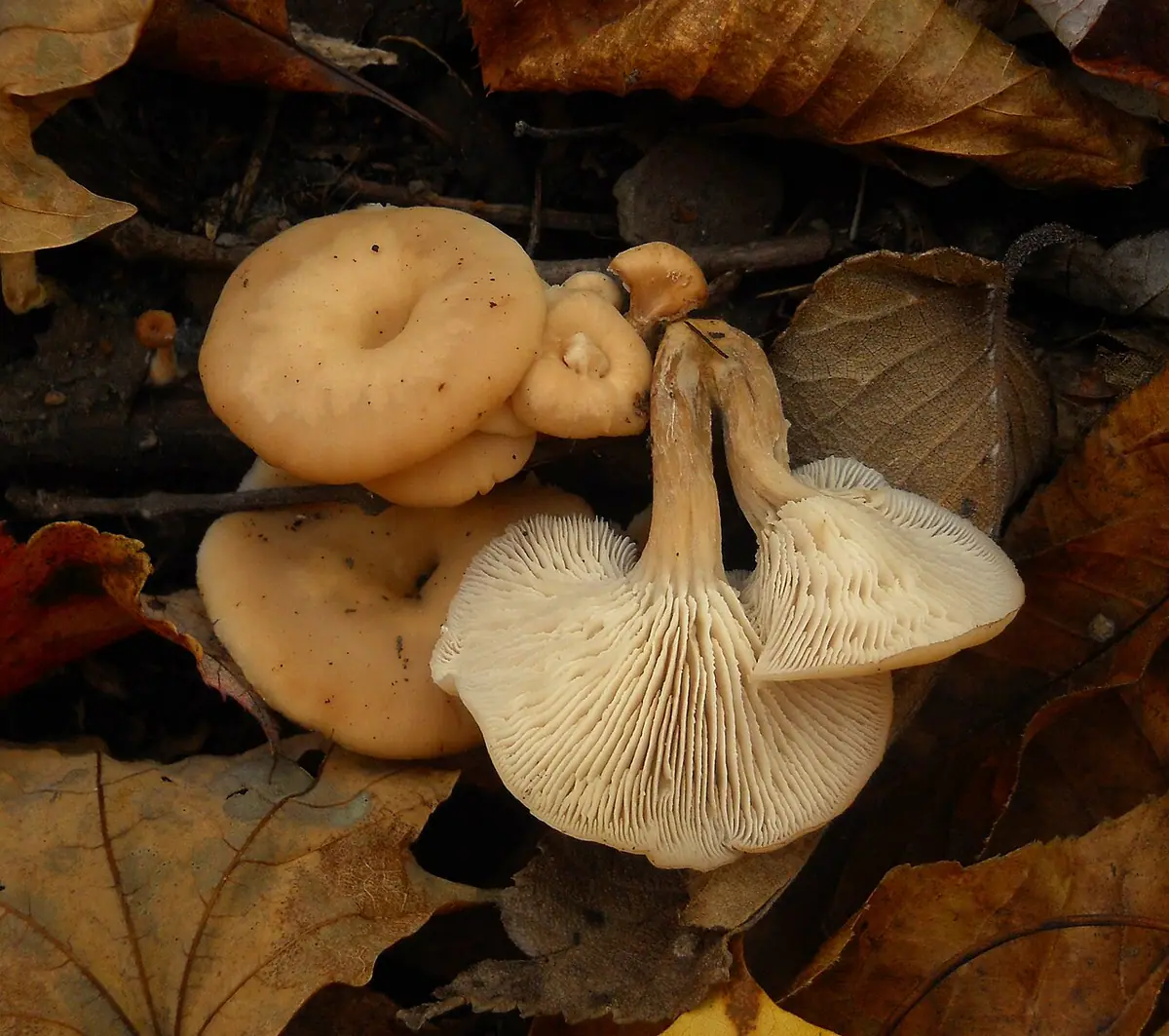 Twardówka lejkowata (Lentinellus micheneri) — zdjęcie 1 z 4