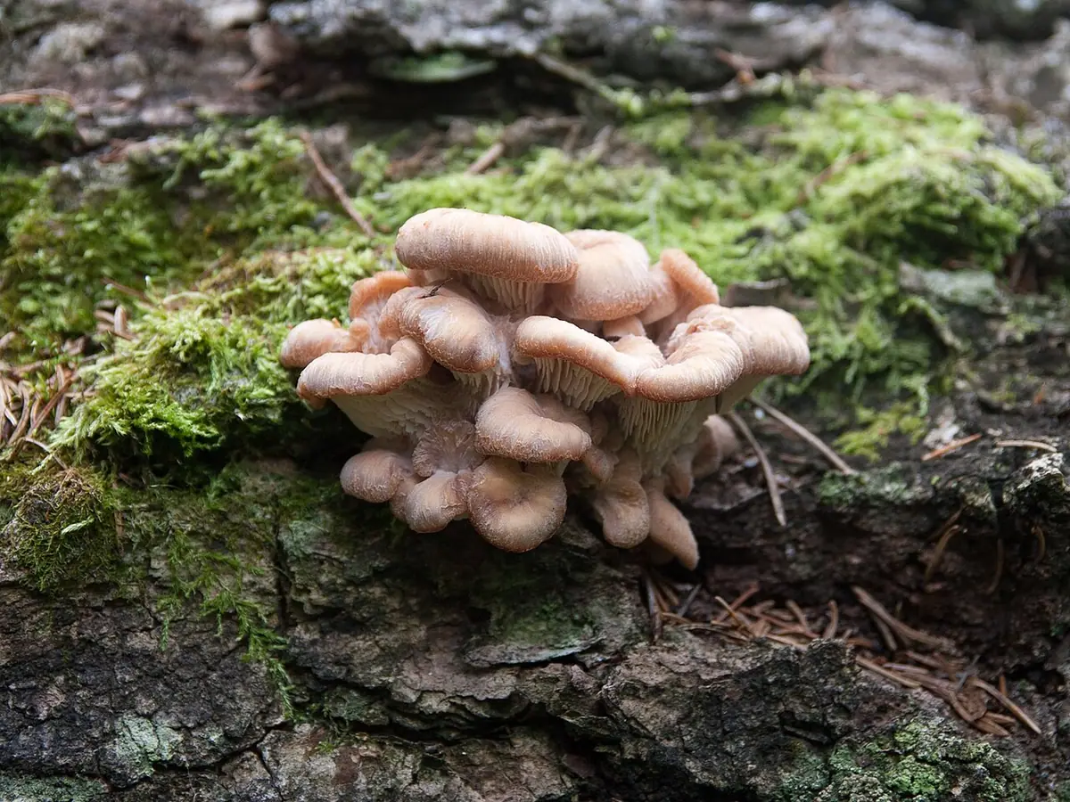 Twardówka lisia (Lentinellus vulpinus) — zdjęcie 1 z 4