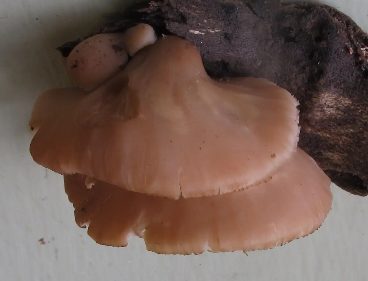 Twardówka wachlarzowata (Lentinellus flabelliformis) — zdjęcie 1 z 4