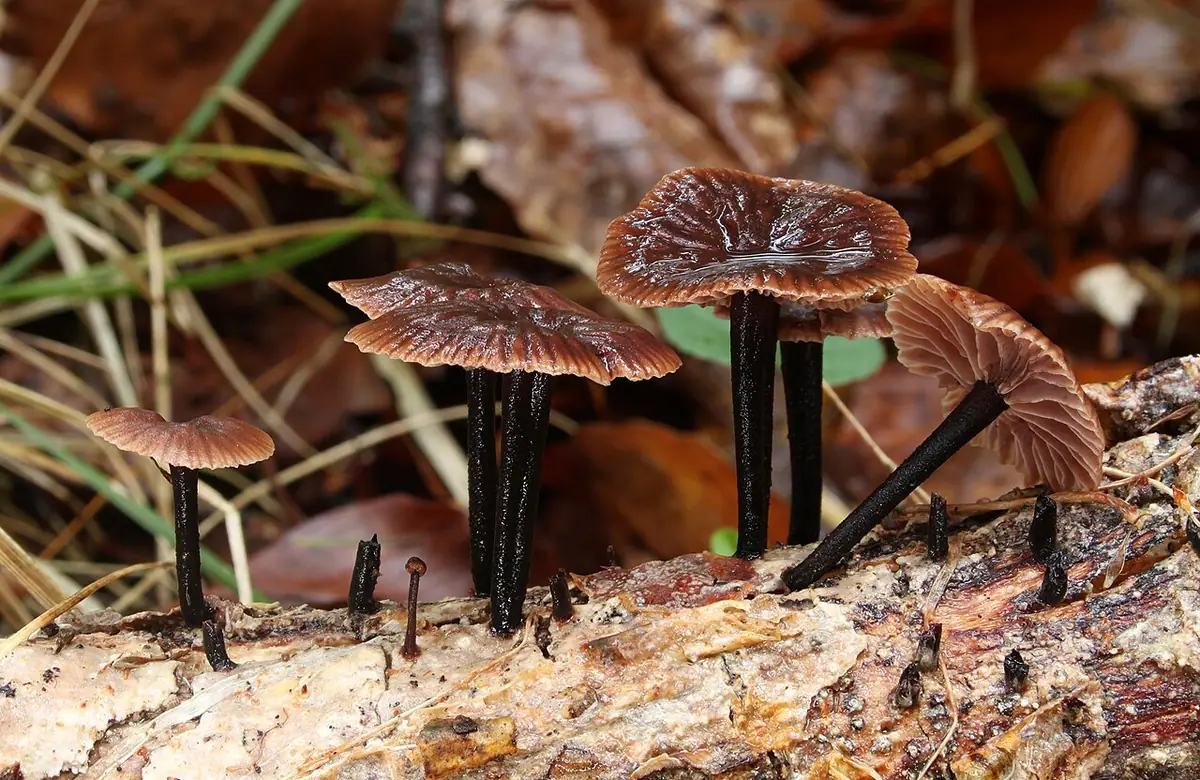 Twardziaczek cuchnący (Gymnopus foetidus) — zdjęcie 1 z 4