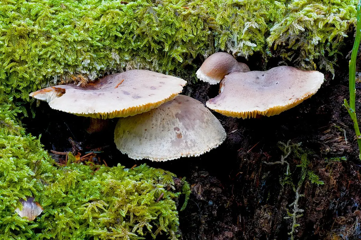 Twardziak lepki (Neolentinus adhaerens) — zdjęcie 1 z 4