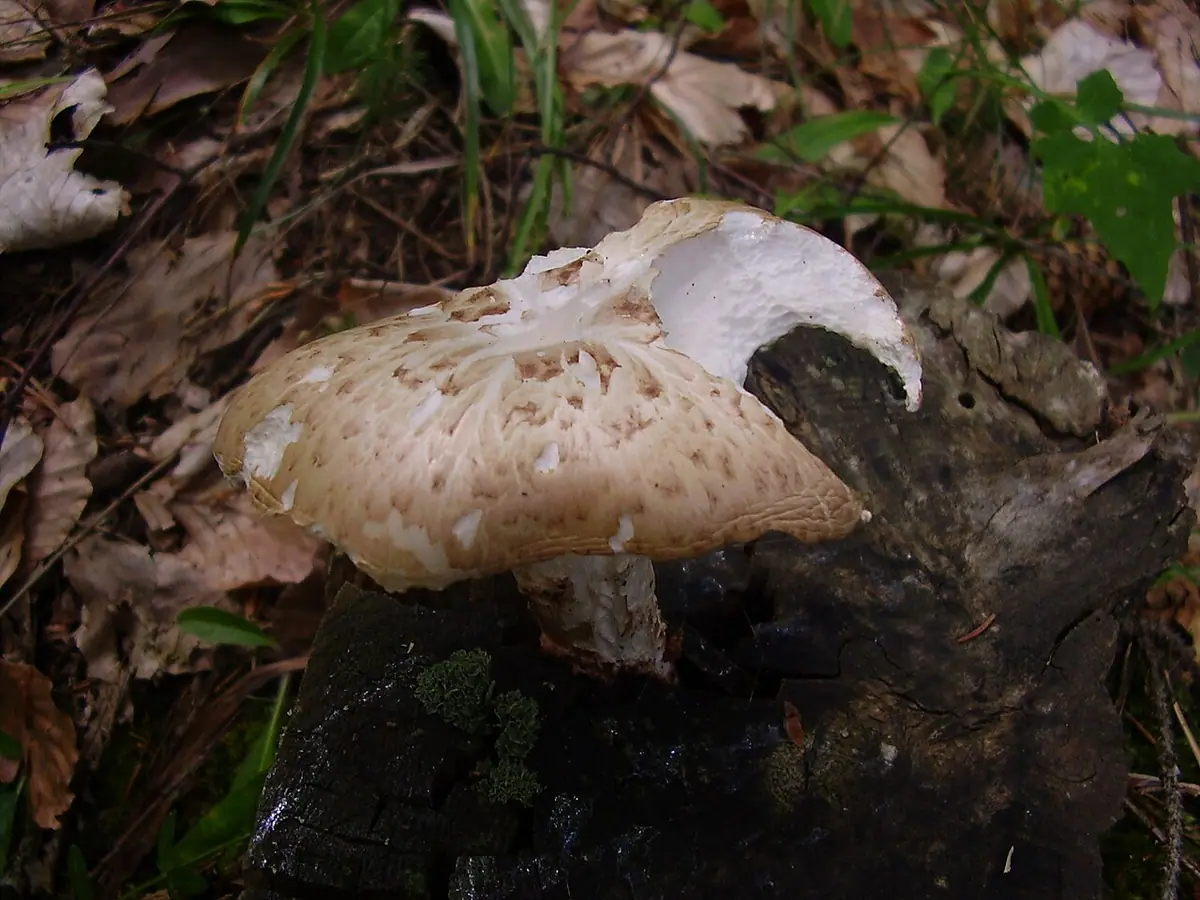 Twardziak łuskowaty (Neolentinus lepideus) — zdjęcie 1 z 4
