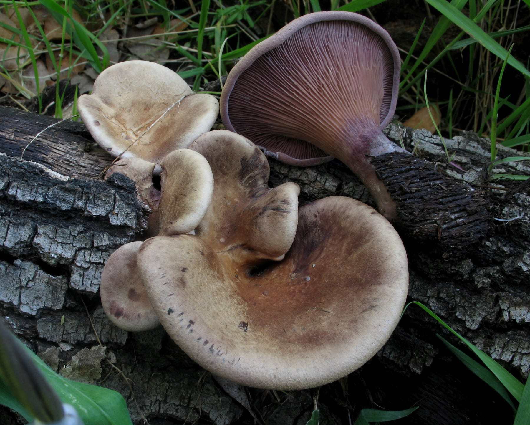 Twardziak muszlowy (Panus conchatus) — zdjęcie 1 z 4