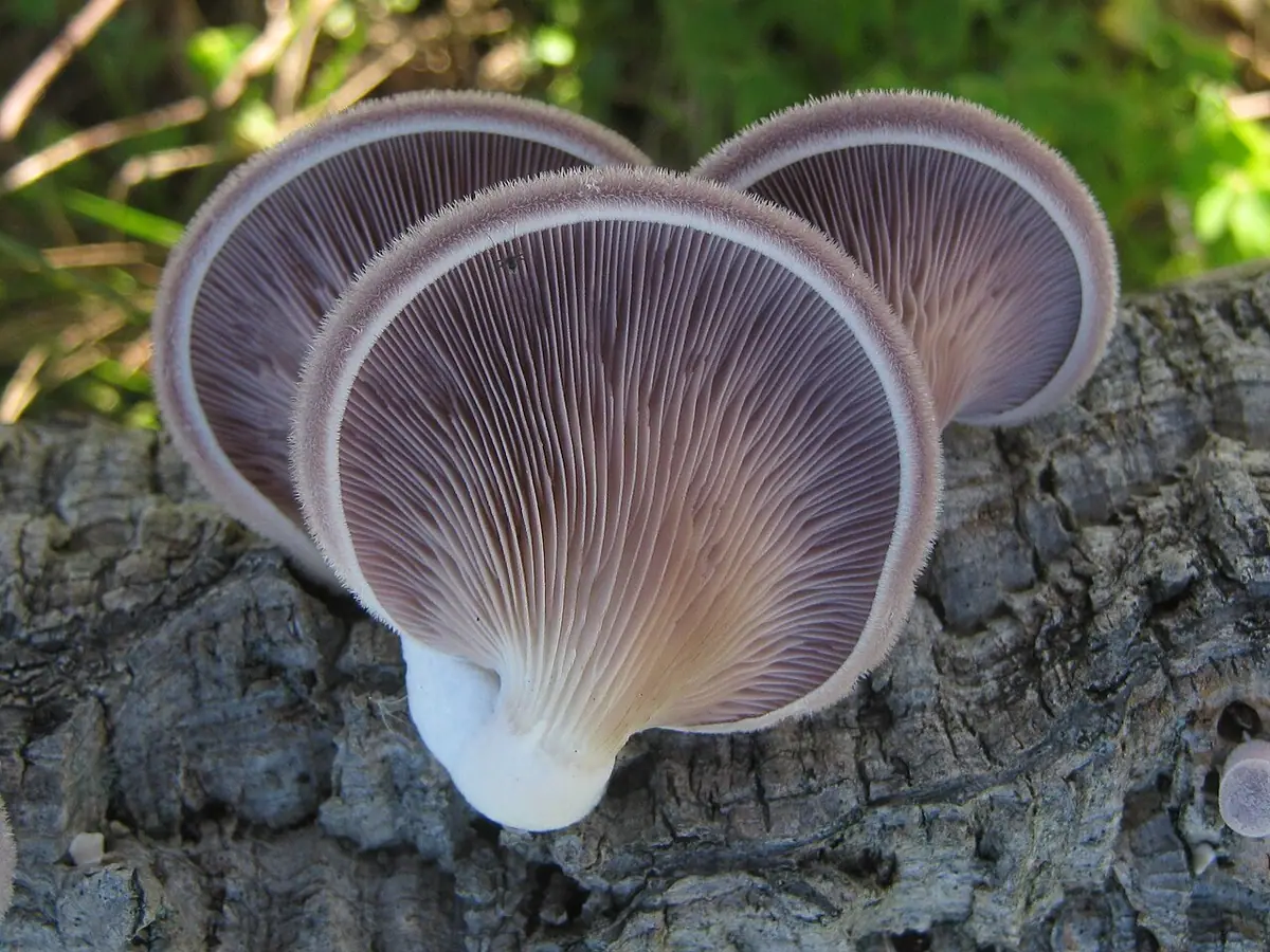 Twardziak szczeciniasty (Lentinus strigosus) — zdjęcie 1 z 4