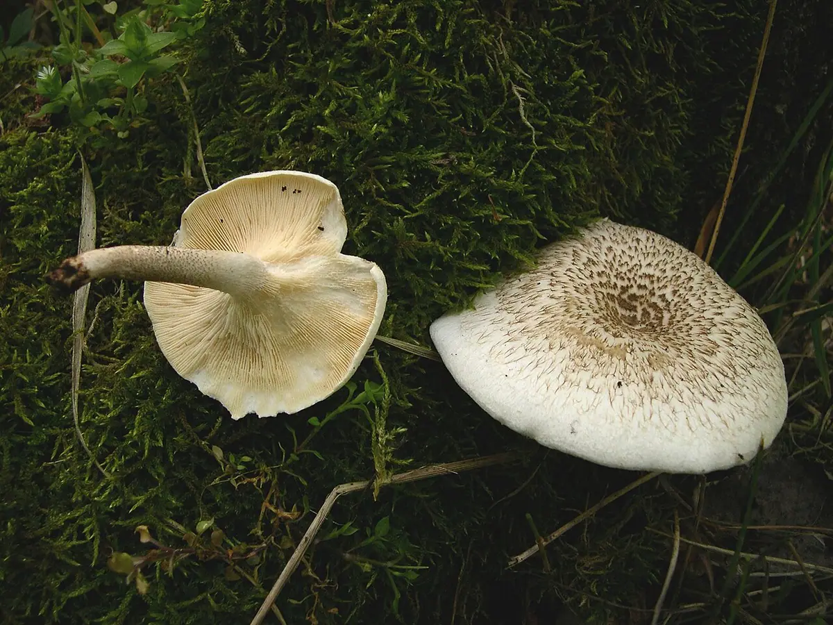 Twardziak tygrysi (Lentinus tigrinus) — zdjęcie 1 z 4