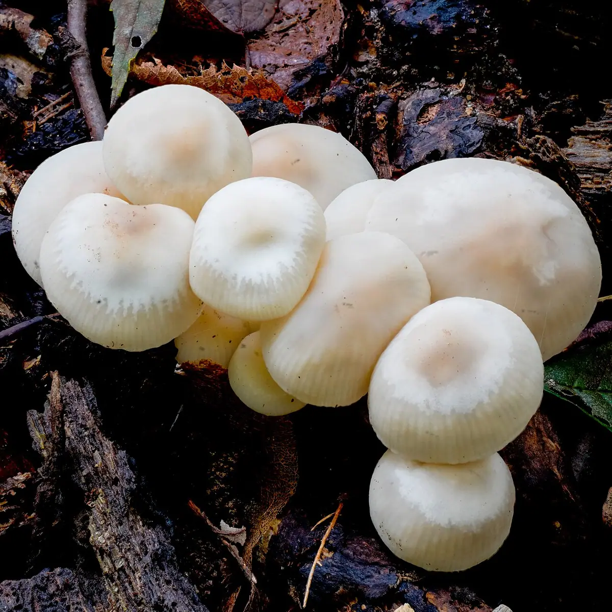 Twardzioszek białawoliliowy (Marasmius wynnei) — zdjęcie 1 z 4