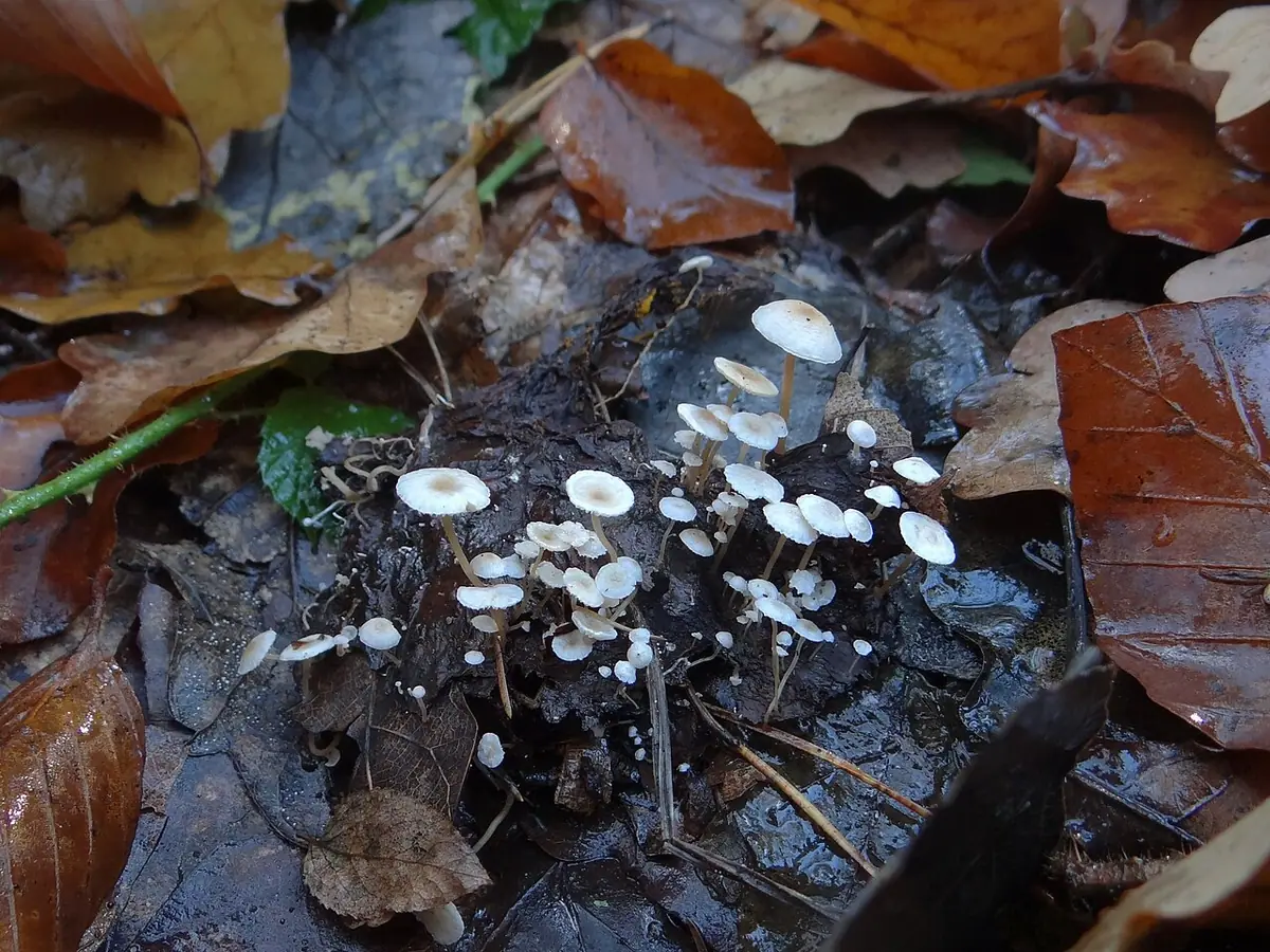 Twardzioszek bukowy (Marasmius setosus) — zdjęcie 1 z 4