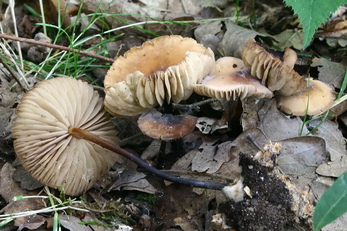 Twardzioszek ciemnotrzonowy (Marasmius cohaerens) — zdjęcie 1 z 4