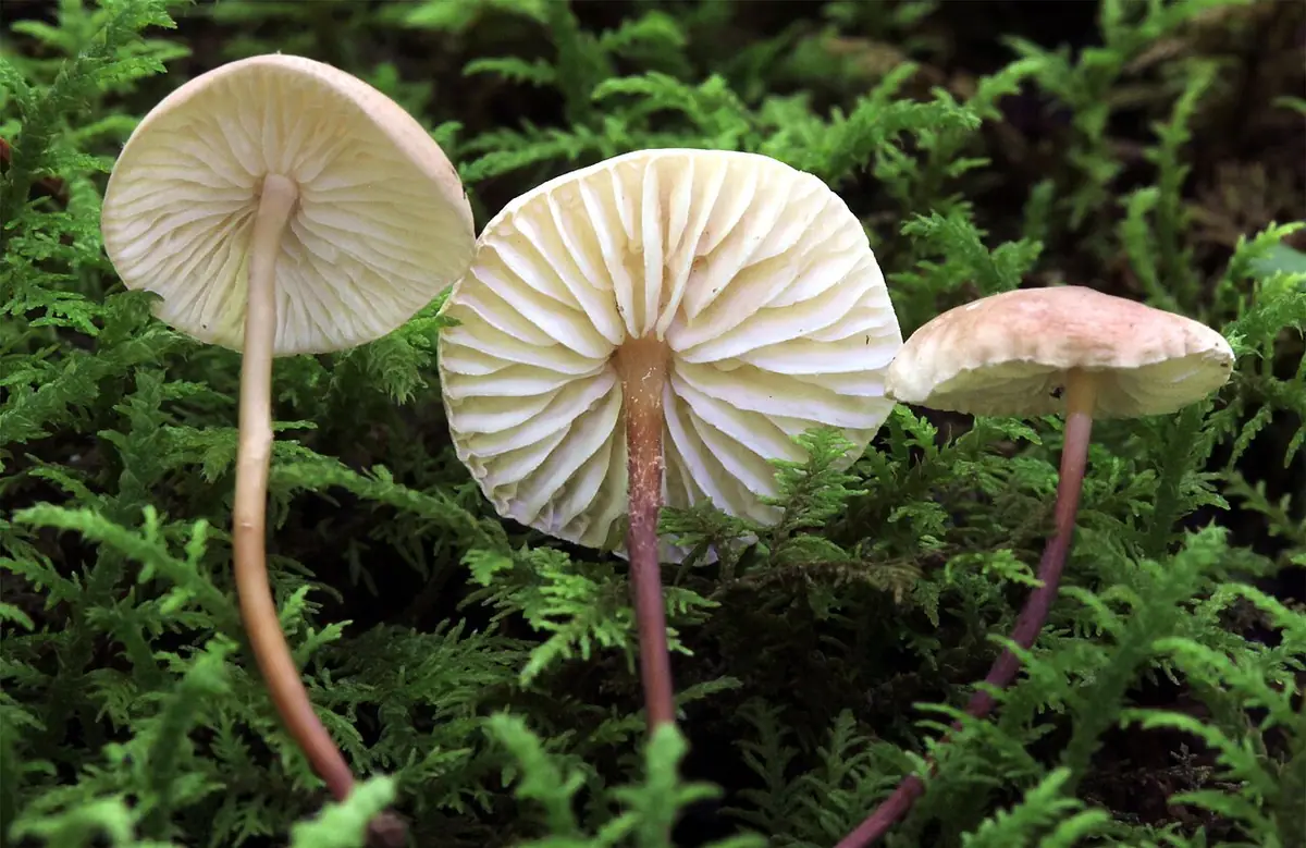 Twardzioszek czosnaczek (Mycetinis scorodonius)