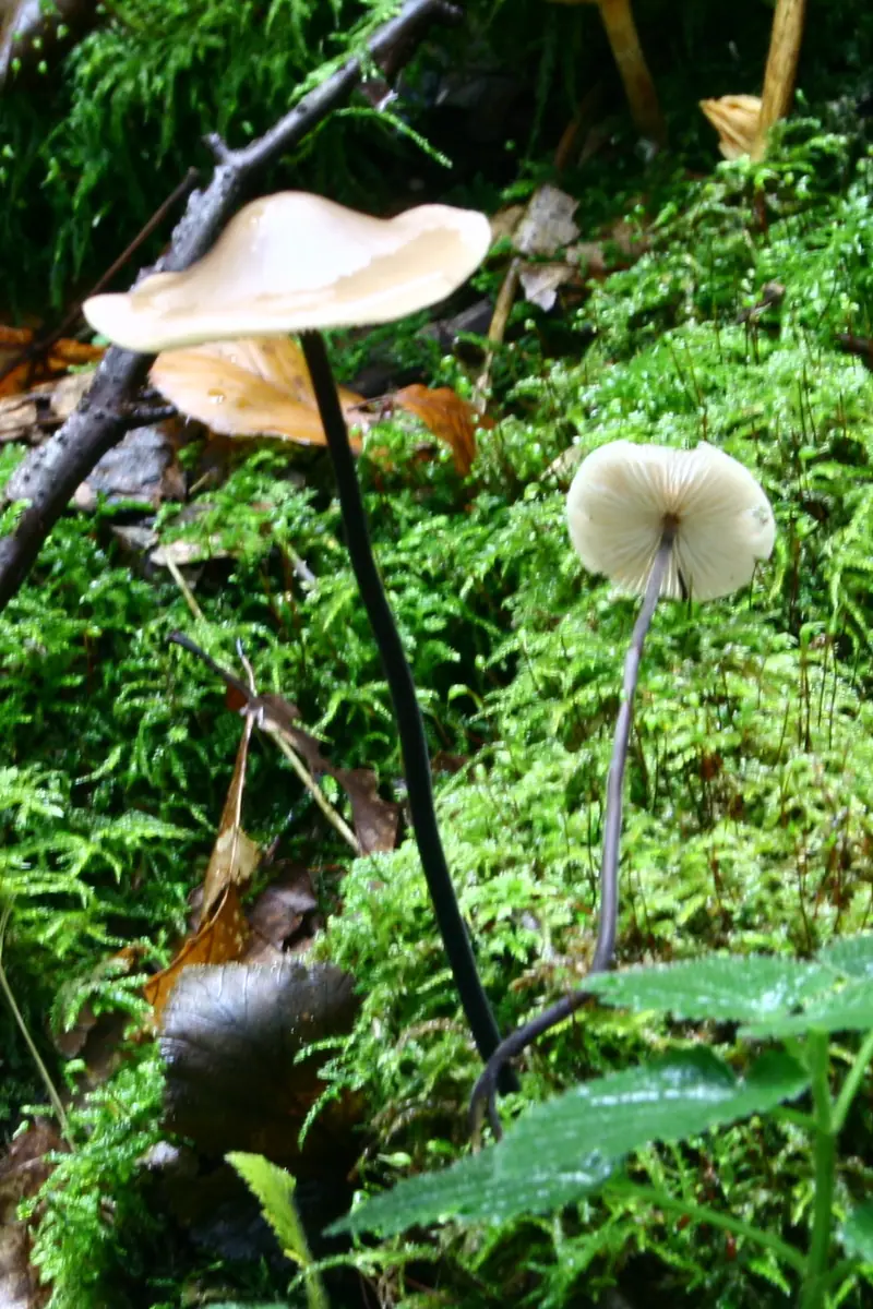 Twardzioszek czosnkowy (Mycetinis alliaceus)