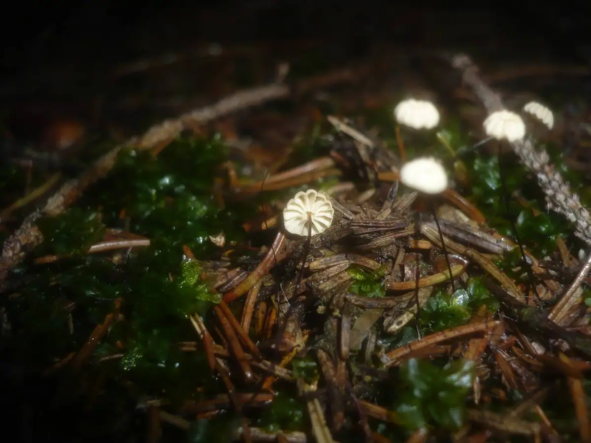Twardzioszek igłowy (Marasmius wettsteinii) — zdjęcie 1 z 4