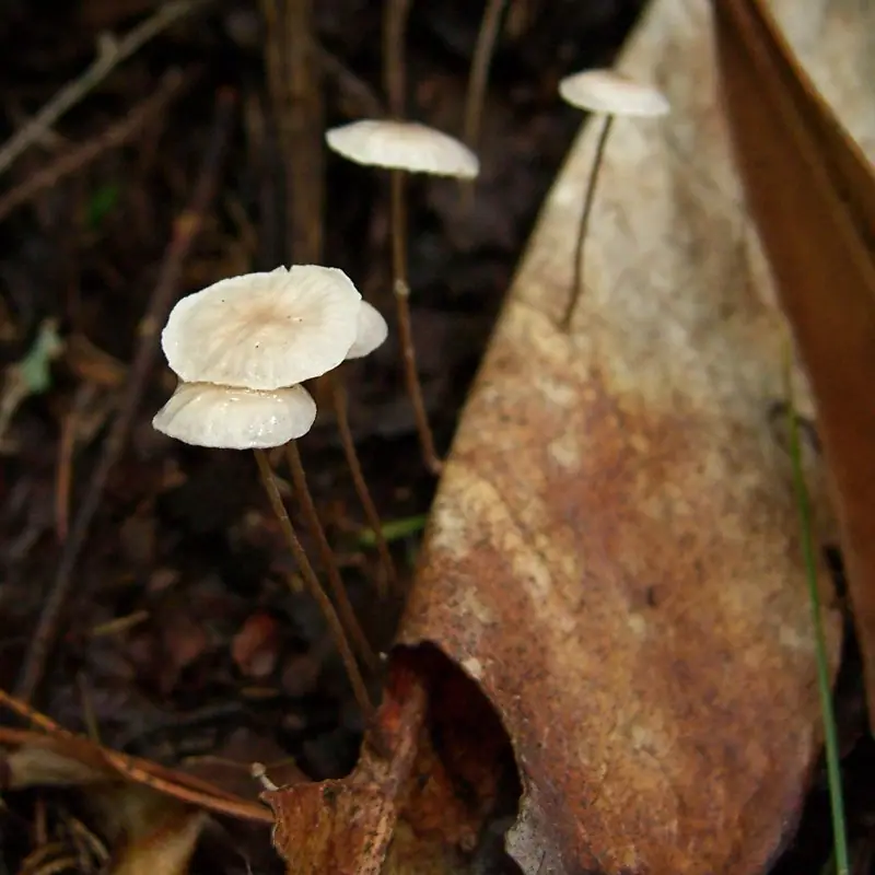 Twardzioszek liściolubny (Marasmius epiphyllus) — zdjęcie 1 z 4