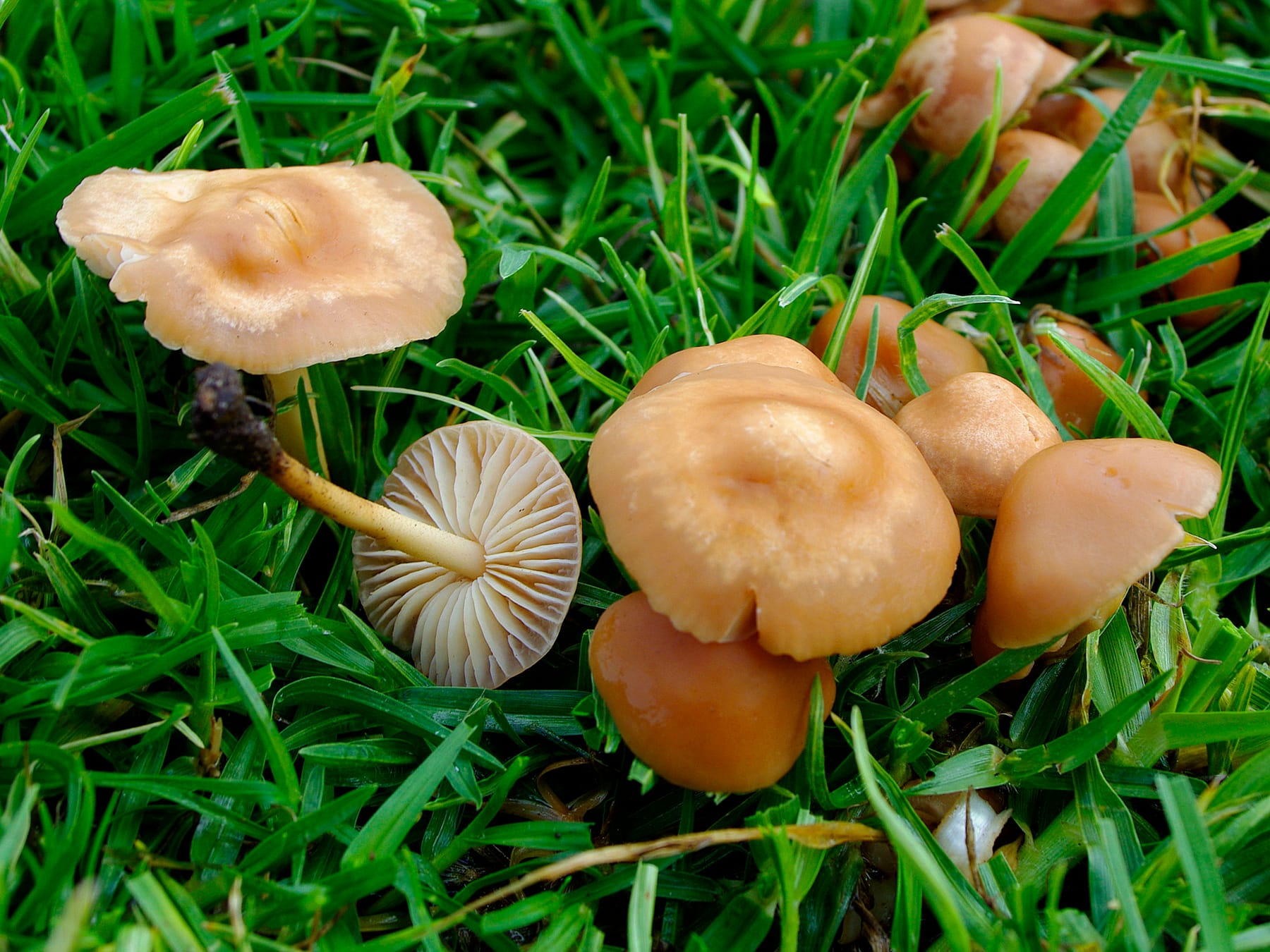Twardzioszek przydrożny (Marasmius oreades) — zdjęcie 1 z 4