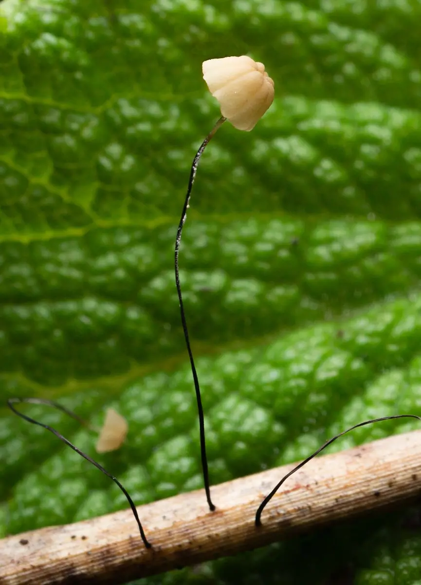 Twardzioszek trzcinowy (Marasmius limosus) — zdjęcie 1 z 4