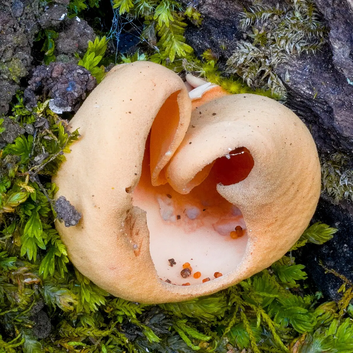 Uchówka ośla (Otidea onotica) — zdjęcie 1 z 4