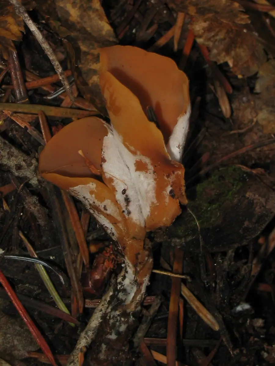 Uchówka zajęcza (Otidea leporina) — zdjęcie 1 z 2