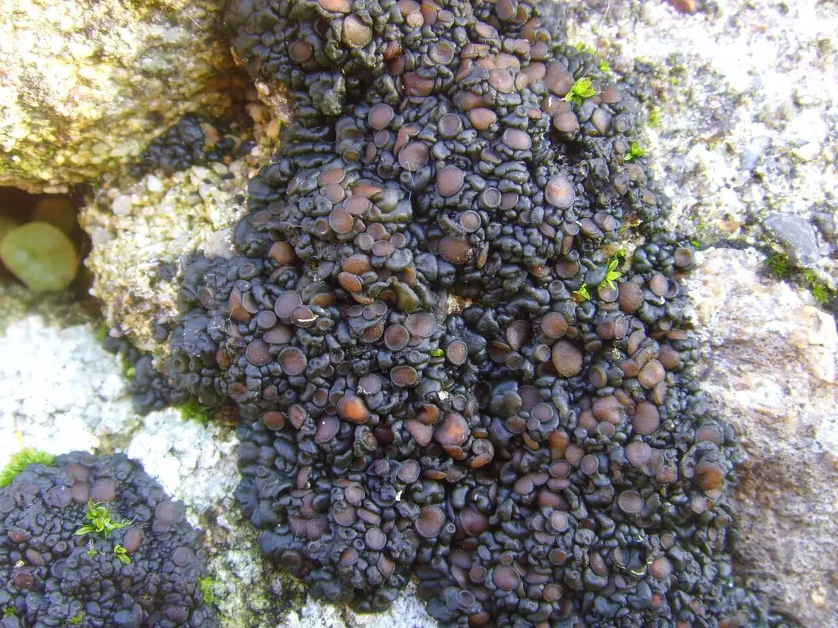 Uchylistka gliniasta (Enchylium tenax) — zdjęcie 1 z 4