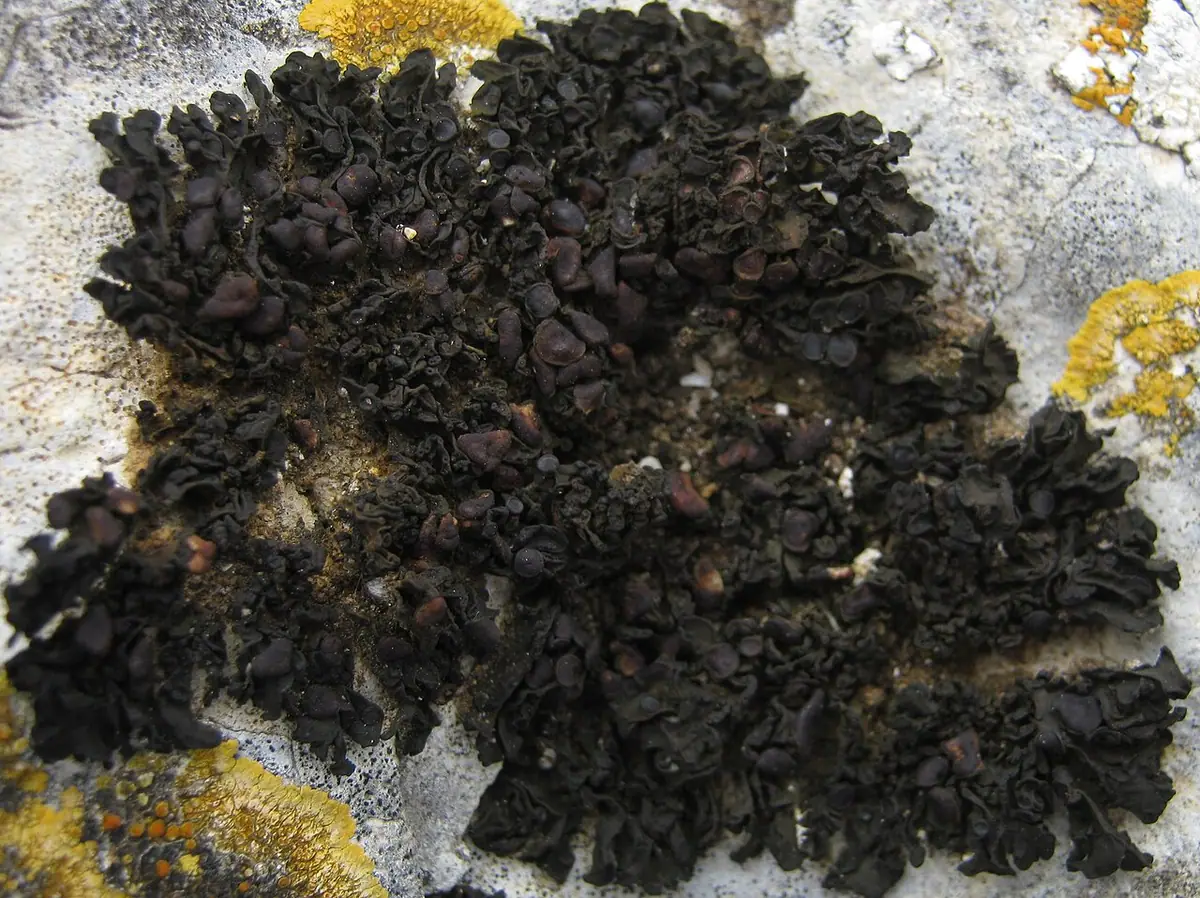 Uchylistka płodna (Enchylium polycarpon) — zdjęcie 1 z 3