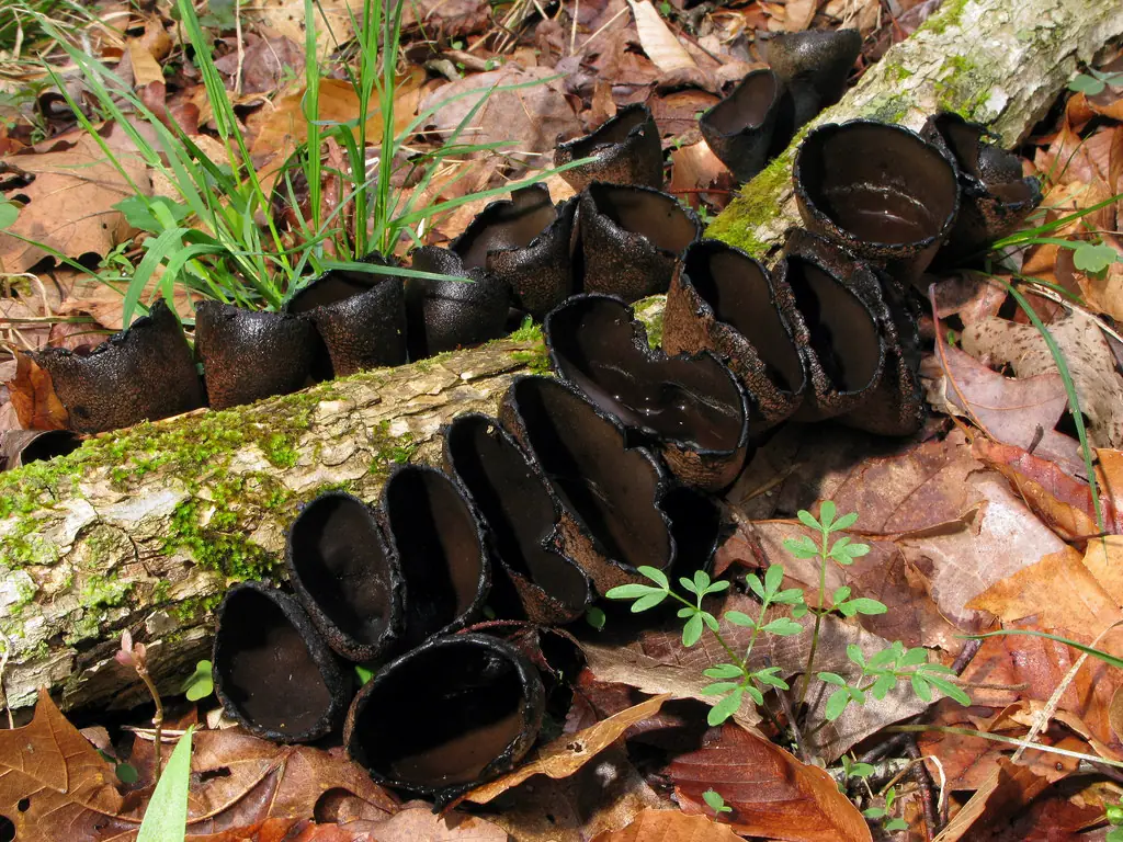 Urna kraterowata (Urnula craterium) — zdjęcie 1 z 4
