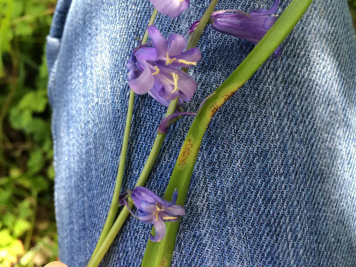 Uromyces muscari — zdjęcie 1 z 4