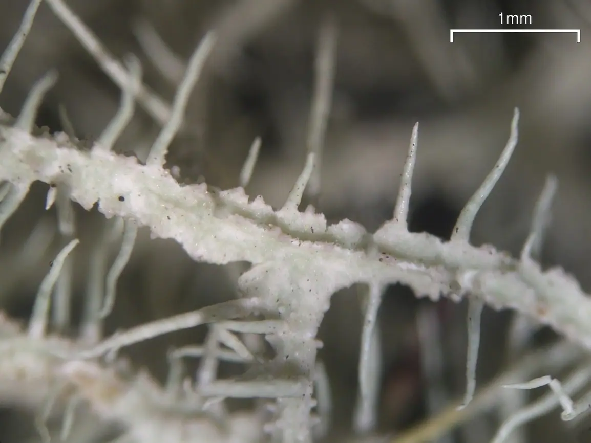 Usnea spp. — zdjęcie 1 z 4