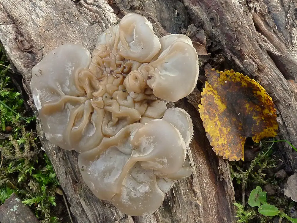 Uszak skórnikowaty (Auricularia mesenterica) — zdjęcie 1 z 4
