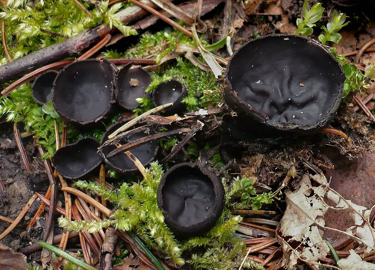 Uszko czarne (Pseudoplectania nigrella) — zdjęcie 1 z 4