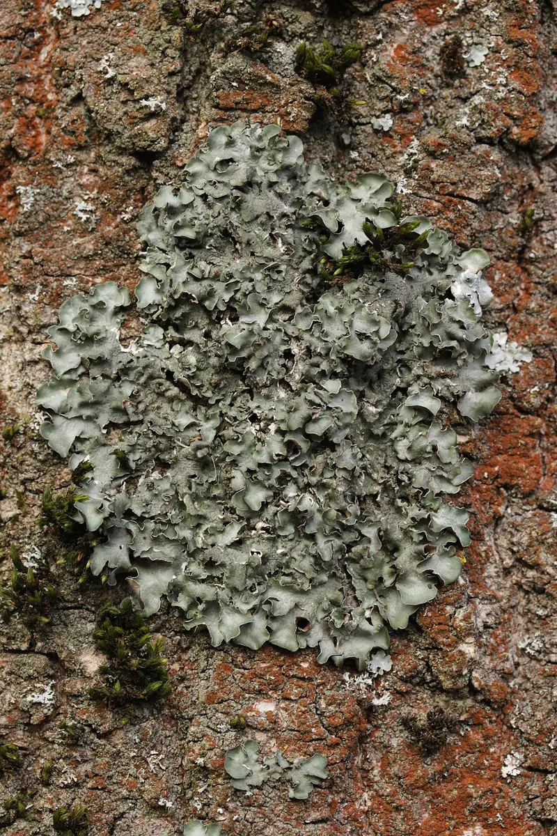 Wabnica kielichowata (Pleurosticta acetabulum) — zdjęcie 1 z 4