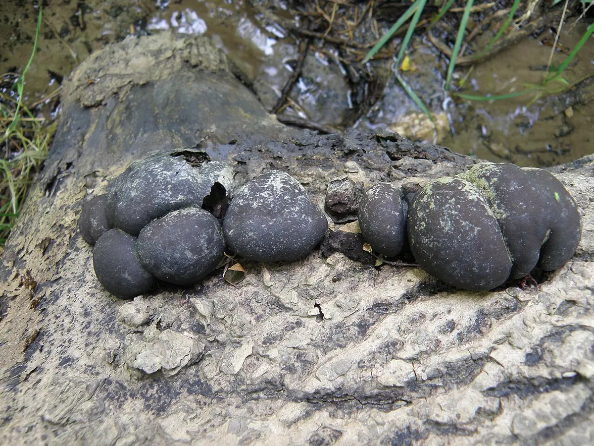 Warstwiak zwęglony (Daldinia concentrica) — zdjęcie 1 z 4
